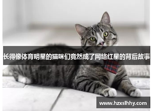 长得像体育明星的猫咪们竟然成了网络红星的背后故事